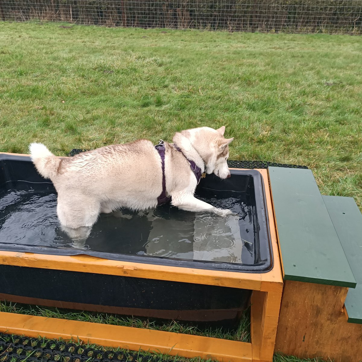 Pawsome Pasture Dog Fields, Derby in Derby