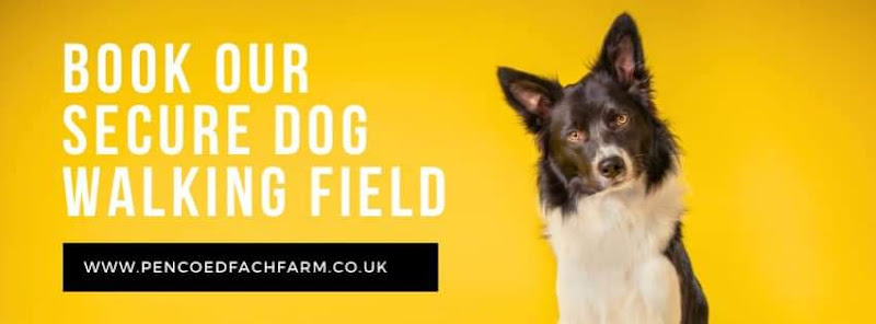 Pencoed Fach Farm, Dog Field, Blackwood in Caerphilly