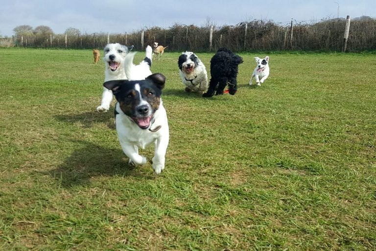 Perfect Pals Field Hire, Lake in South East