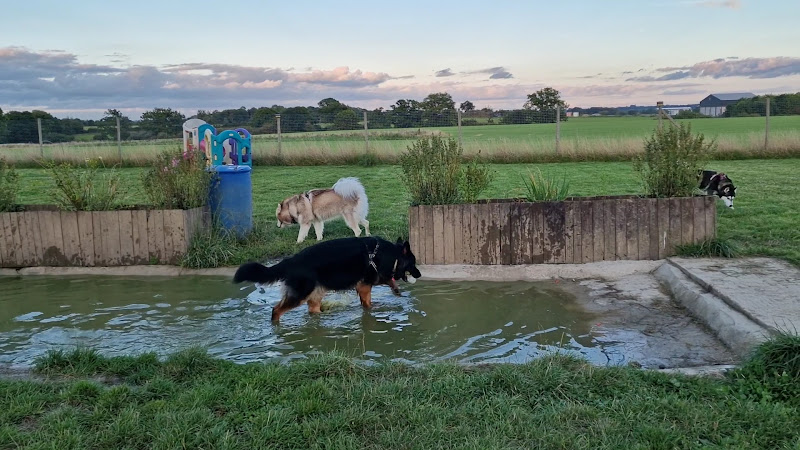 Pet Cuddles, Dog Field, Reading in West Berkshire