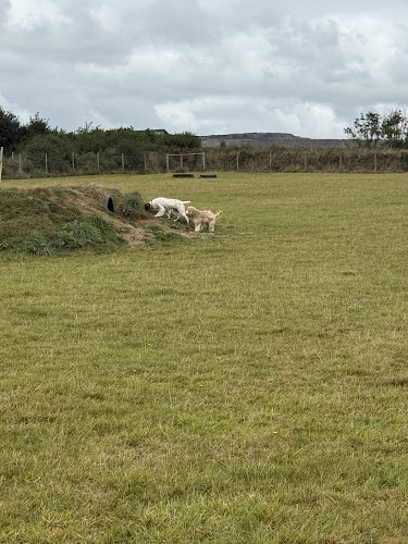Pig and Pooch, Coombe in Newquay