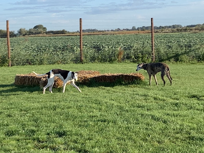 Pinchbeck Dog Paddock, Spalding in South Holland