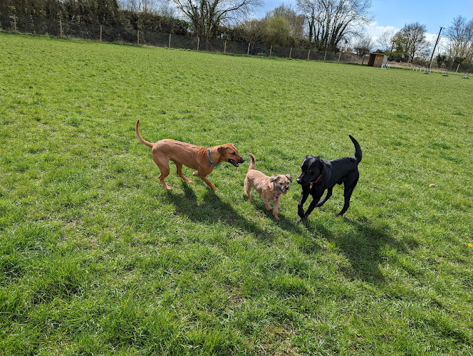 Pip’s Paddock Dog Field, Derby in Derbyshire
