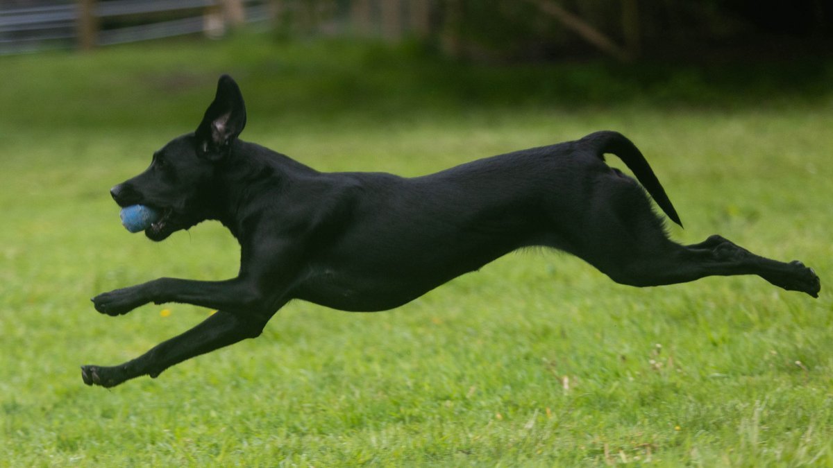Priestlands Dogs Secure Field, Amersham in South East