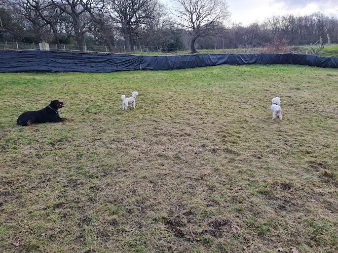 Rivelin Valley Dog Park, Sheffield in Sheffield