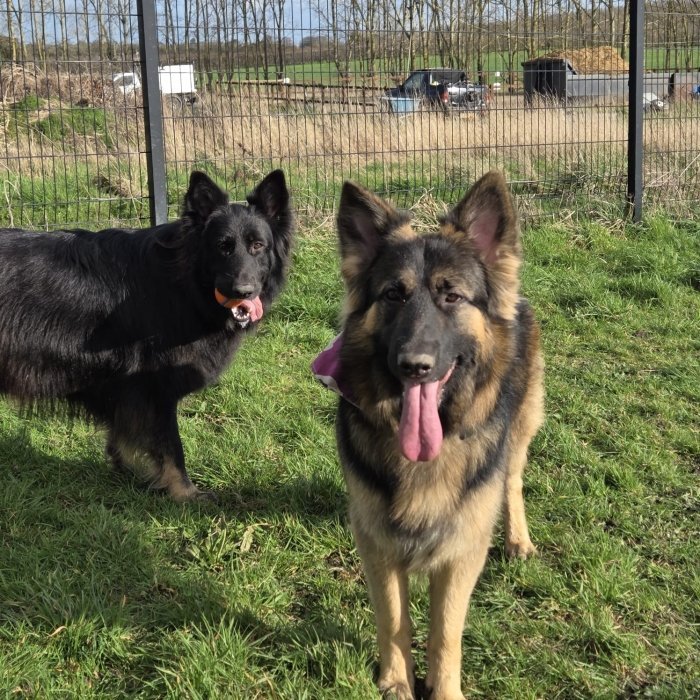 Royal Hounds Dog Parks (Arena 2), Gravesend in Kent