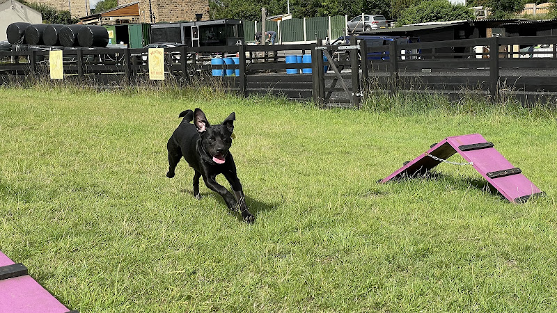 Runaway Dog Park and Agility, Wakefield in Wakefield