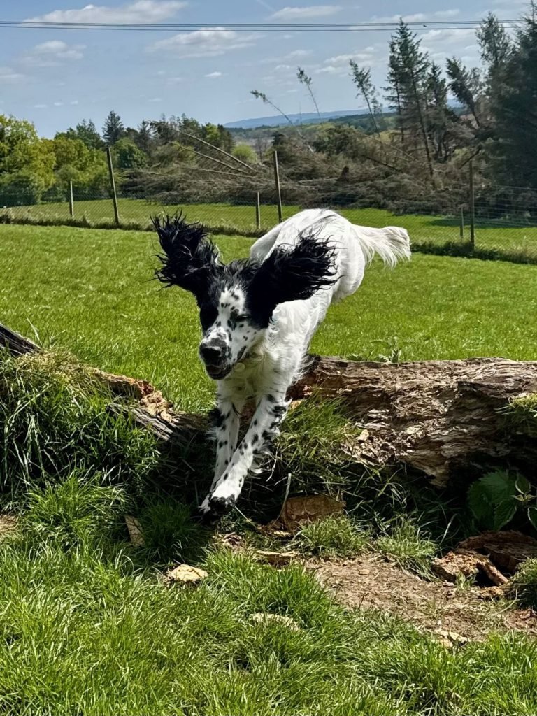 Run Free Dog Fields - Hill Field, Bishopton in Renfrewshire