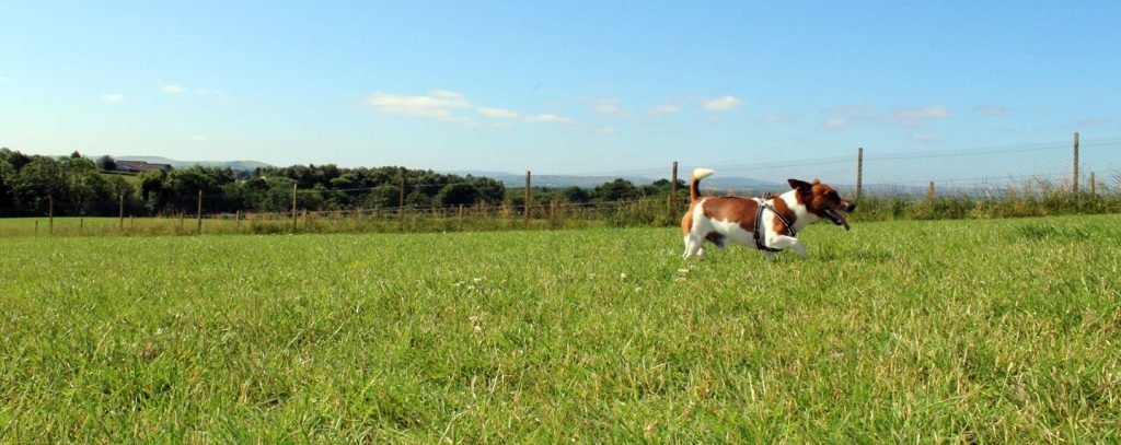 Run Free Dog Field - Middle Field, Dalkeith in Midlothian