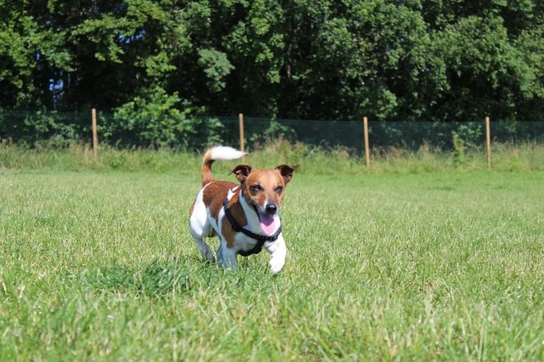 Run Free Dog Fields - Gateside Field, Stirling in Stirling