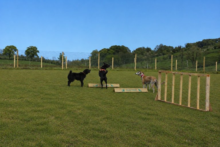 Run Free Dog Fields in Glasgow