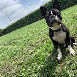 Running Paws Dog Fields, Maghull in Sefton