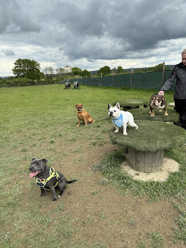 Secure Dog Field Kent, Edenbridge in Tunbridge Wells