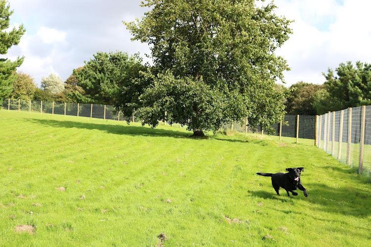 Secure Dog Park, St Erth in Cornwall