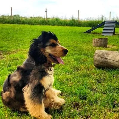 The Dogs Paddocks, Adlington in Cheshire East