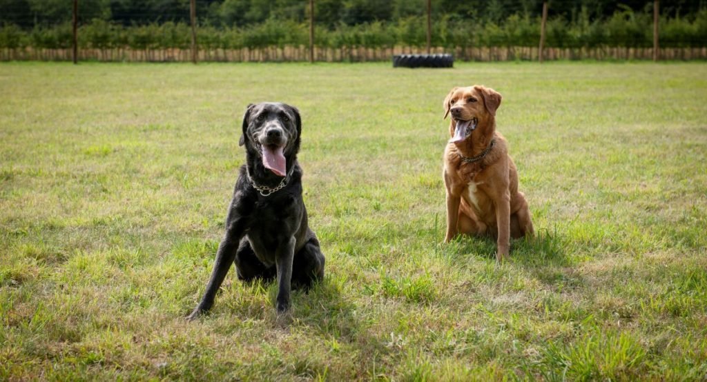 Shakestones Dog Field, Chelmsford in Essex