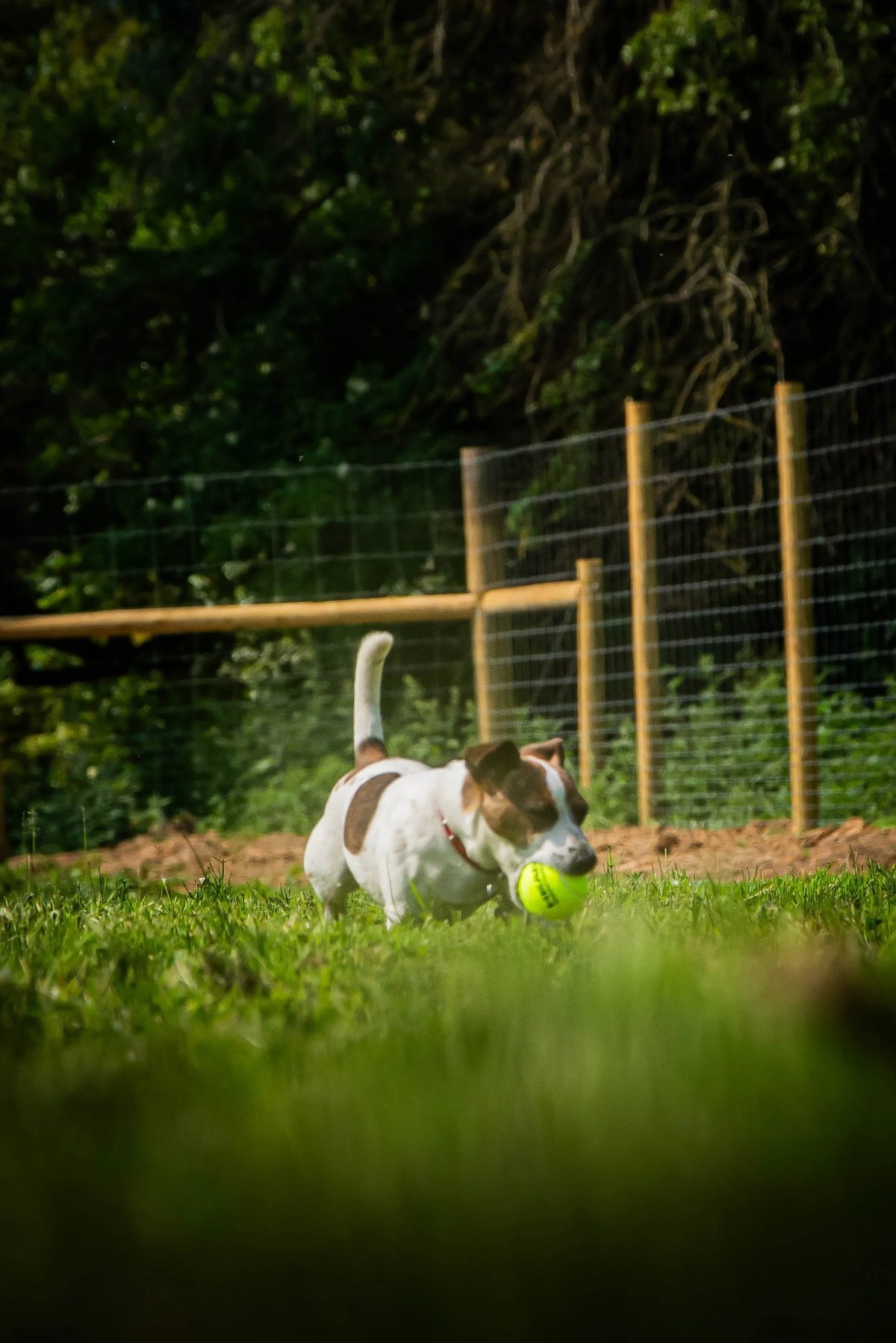 Skye Walks Dog Field, Braughing in Hertfordshire