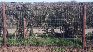 Snibston Meadow Dog Exercise Fields, Coalville in North West Leicestershire