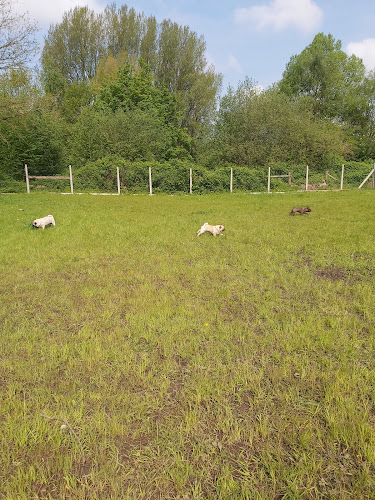 Society for Abandoned Animals Dog Field, Stretford in Trafford