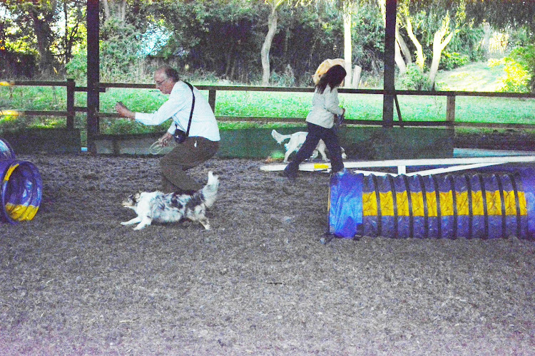 South Durham Dog Agility Club in Darlington