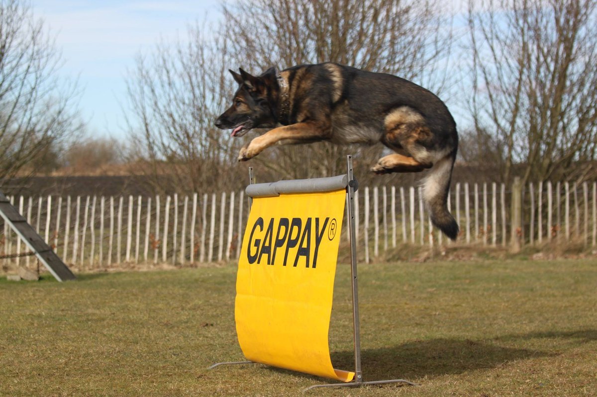 Sport Dogs Stirling County in Falkirk