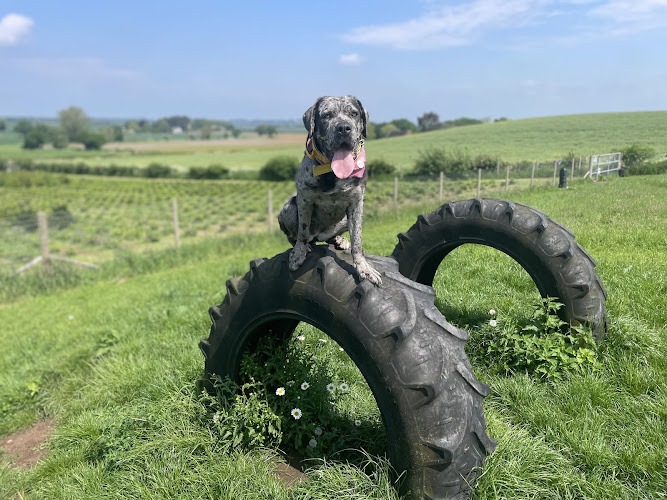 Stonnall Paws Dog Field, Shenstone in Staffordshire