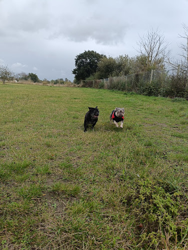 Strawberry Field Pet Play Dog Field, Clacton-on-Sea in Essex