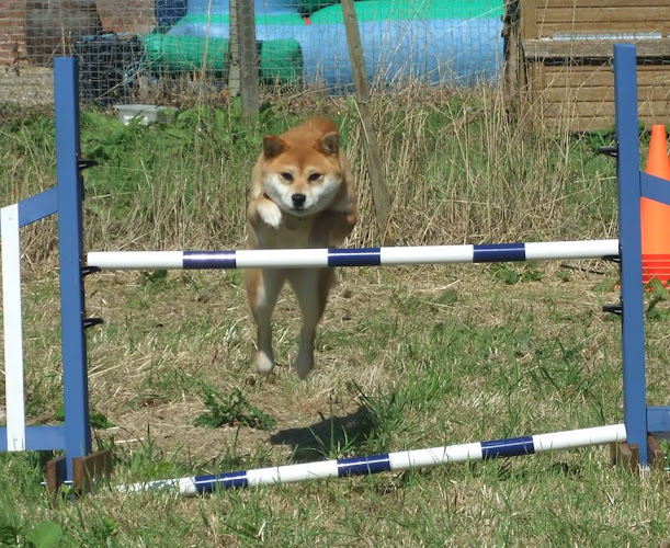 Sutterton Dog Park, Sutterton in Boston