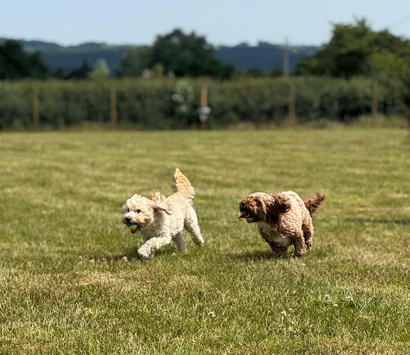 Taunton Dog Park in Somerset