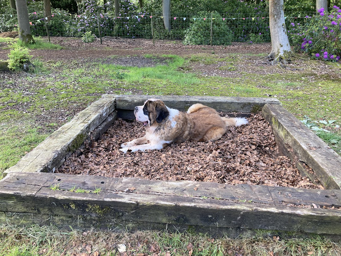 Terrific Bark Park, Dog Field, Stoke Poges in Buckinghamshire