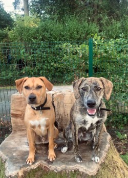 The Dog Meadow, Magheralin in Armagh City, Banbridge and Craigavon
