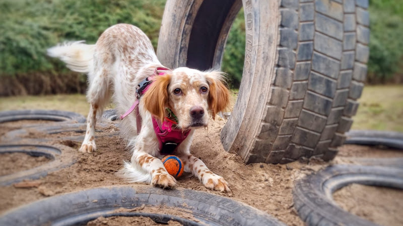 The Dog Park, Rainhill in Liverpool