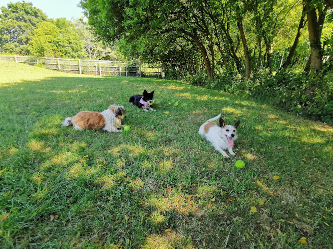 The Dog Play Co Secure Dog Fields The Droveway Field 2, Peterborough in Peterborough