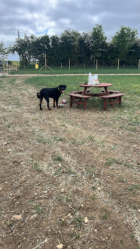 The Dog Walking Field, Bungay in Bungay