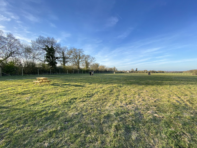 The Dog Walking Field, Chelmsford in Chelmsford