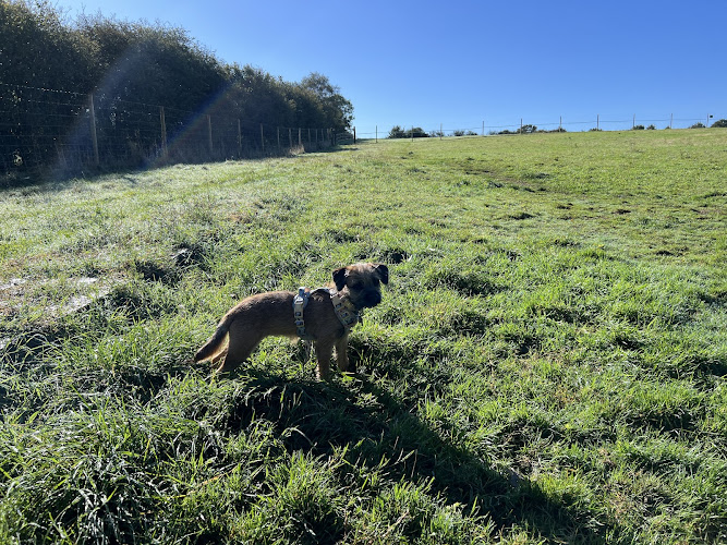 The Dog Walking Field, Felbridge in Lingfield