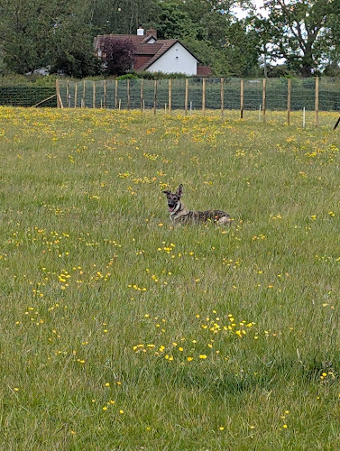 The Dog Walking Field, York in York
