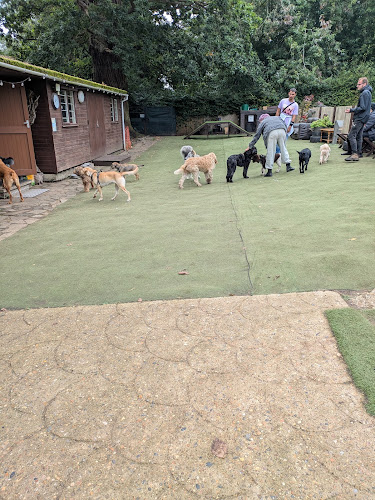 The Dogs Squad CIC in Ipswich