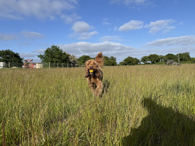 The Meadow Secure Dog Exercise Field, Ipswich in Ipswich