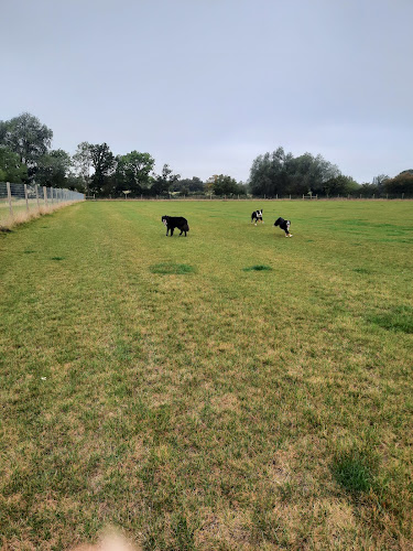 The Paw Patch Dog Field, Eight Ash Green in Fordstreet
