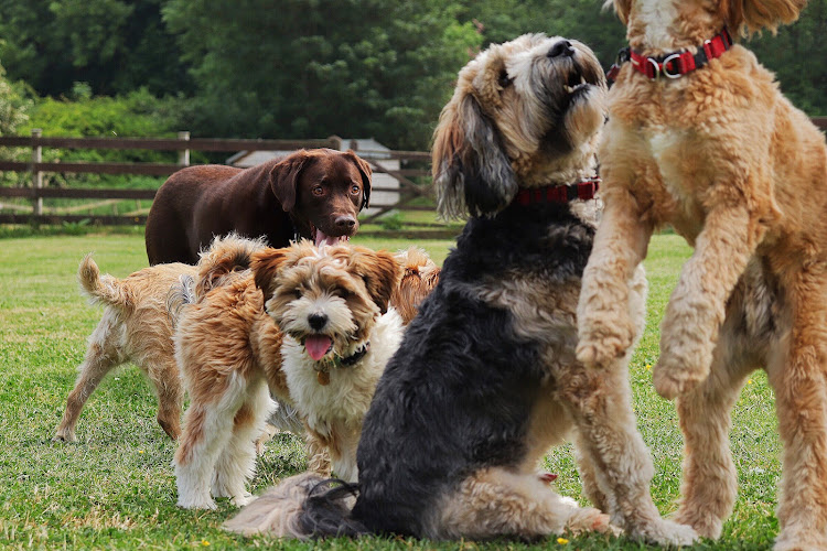 The Pudsey Dog Park, Leeds in Leeds