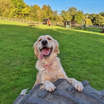 The Cwtch Animal Homestay in Wales