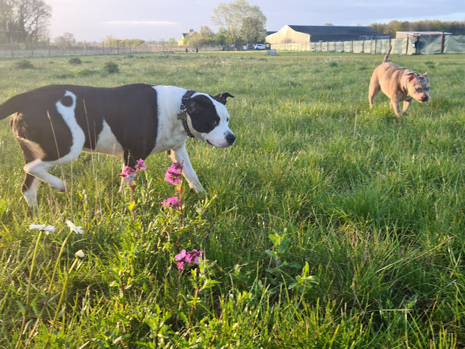 Top Dog Paddocks, St Neots in Huntingdon