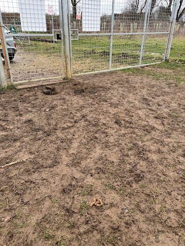 Unleashed at Charlton Park Dog Field, Malmesbury in Wiltshire