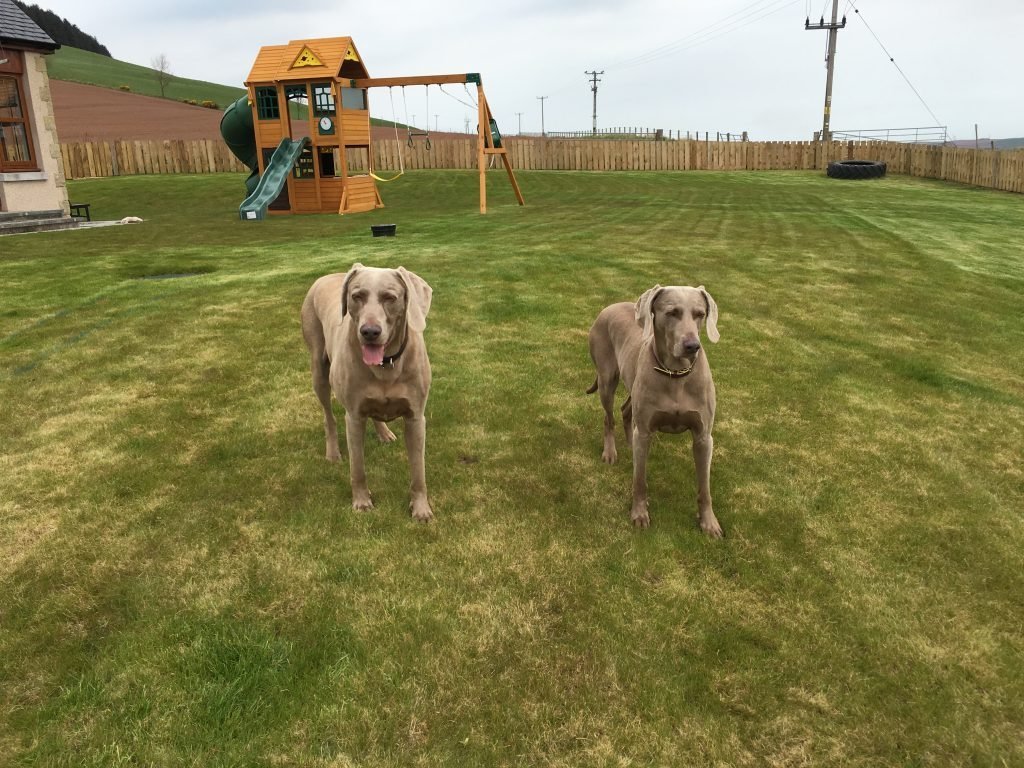 Unleashed Dog Field, Laurney Lodge, Laurencekirk in Aberdeenshire