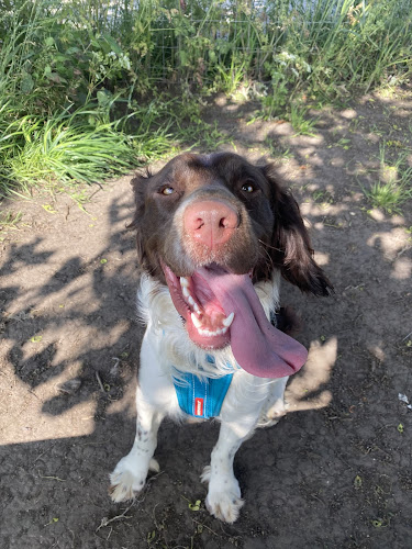VIP Elite K9 Dog Field, Newton-le-Willows in St. Helens