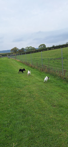 Wag-Tail Meadow, Dog Field, Leominster in West Midlands