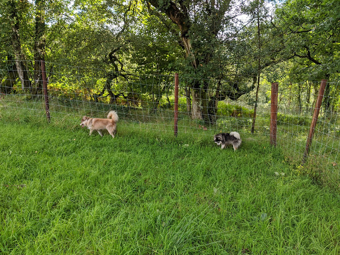 Wagswood Dog Park, Swansea in Wales