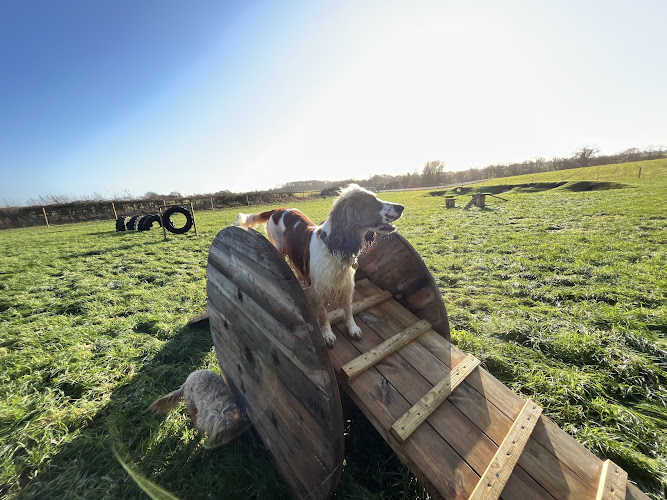 Walkies Dog Field, Bradford on Avon in Wiltshire