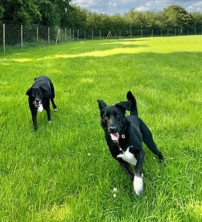 Walkies Dog Field 2602 in Wells